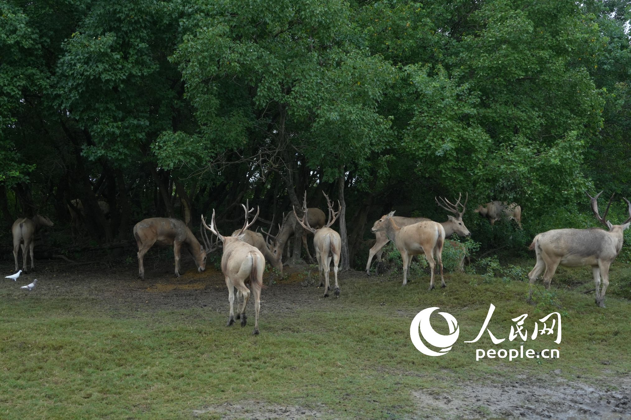 o(h)^(q)¹W(wng)ӛ 옷(l)z