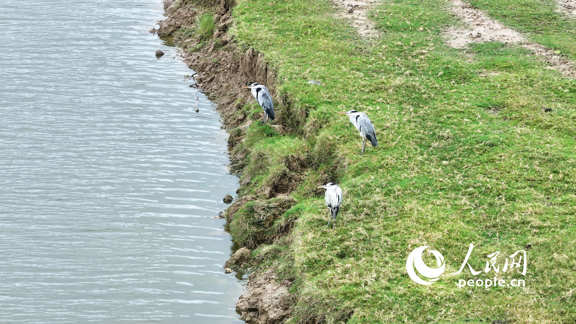 o(h)^(q)ҰBo(w)˙C(j)ƬW(wng)ӛ 옷z