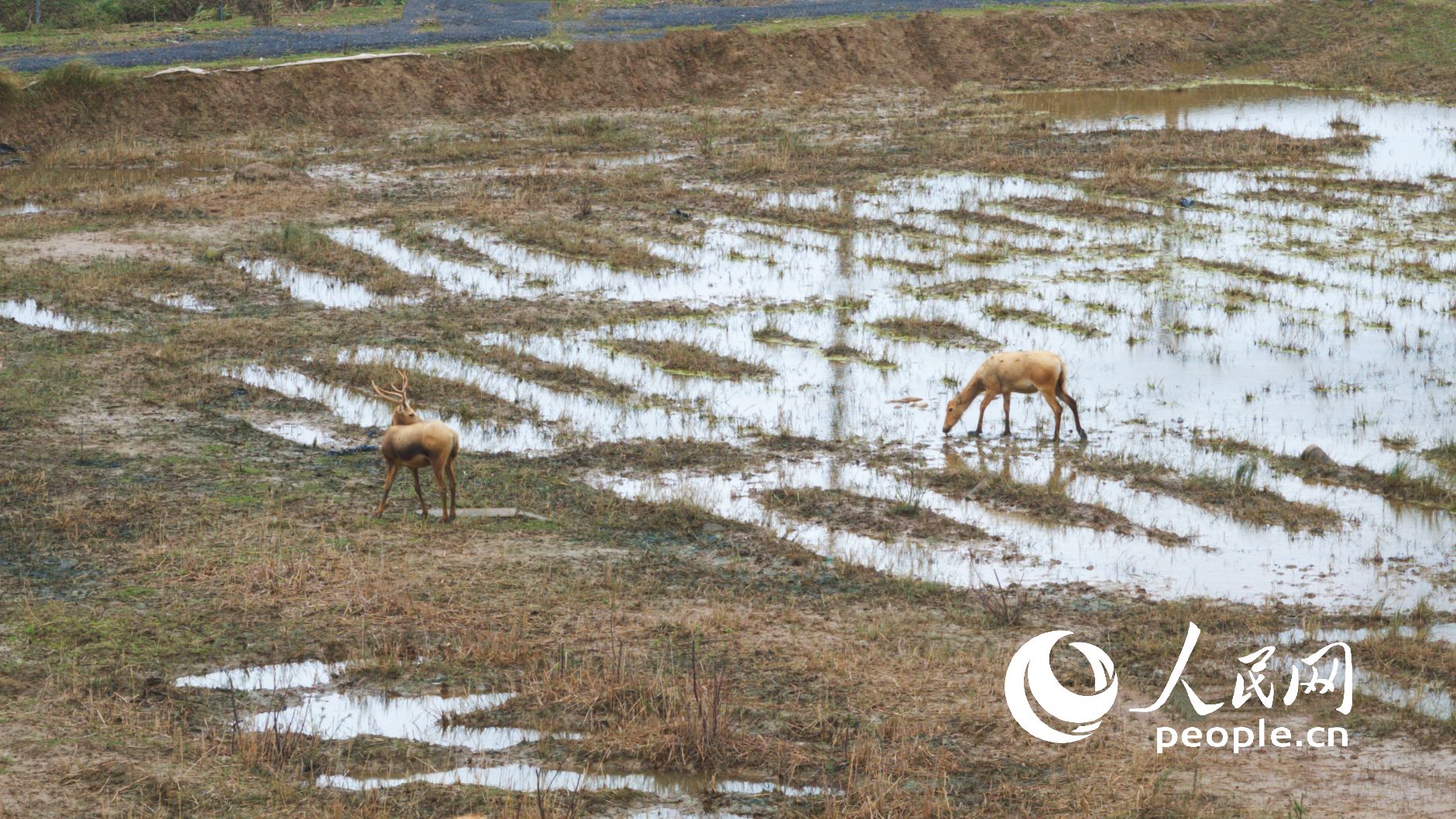 Ұ¹o˙CƬWӛ 옷z