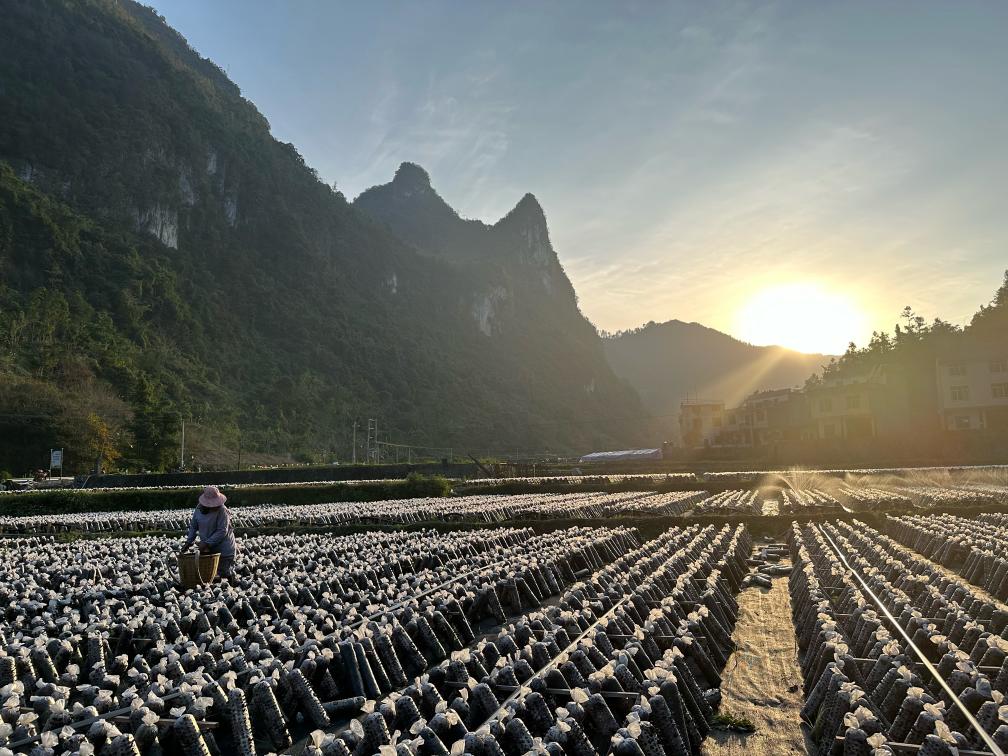 ڰDl(xing)æľAӛһ z